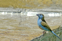 Uraeginthus angolensis